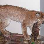 Музей природы в Костроме