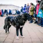 snezhinka-rekord-2016-014