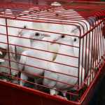 День города Кострома  — фото