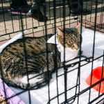 День города Кострома  — фото