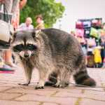 День города Кострома  — фото